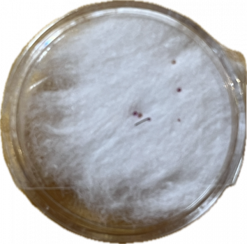 Haar Sarira 16. Karmapa