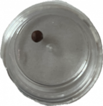 Segens Rilbu des 8. Karmapa