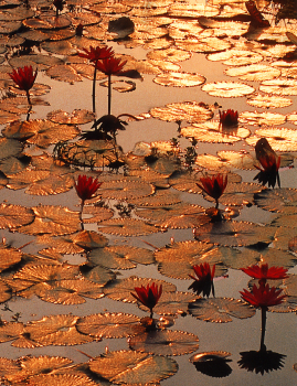 Postcard Lotus Sea (IQN35)