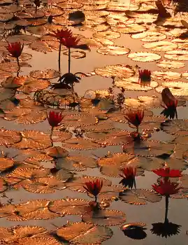 Postcard Lotus Sea (IQN35)