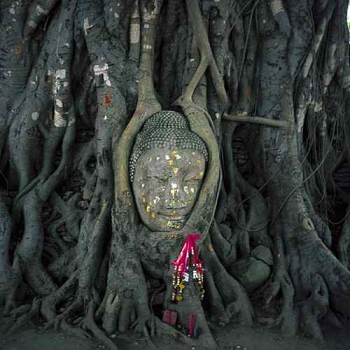 Bodhibaum in Burma (IQ12)