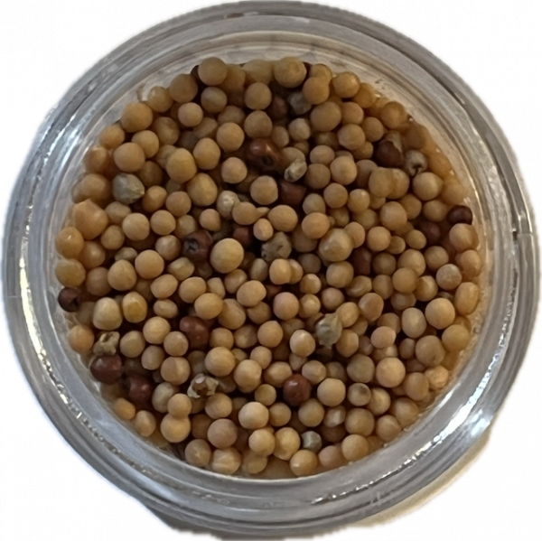 Multiple Blessed Manjusri Pills