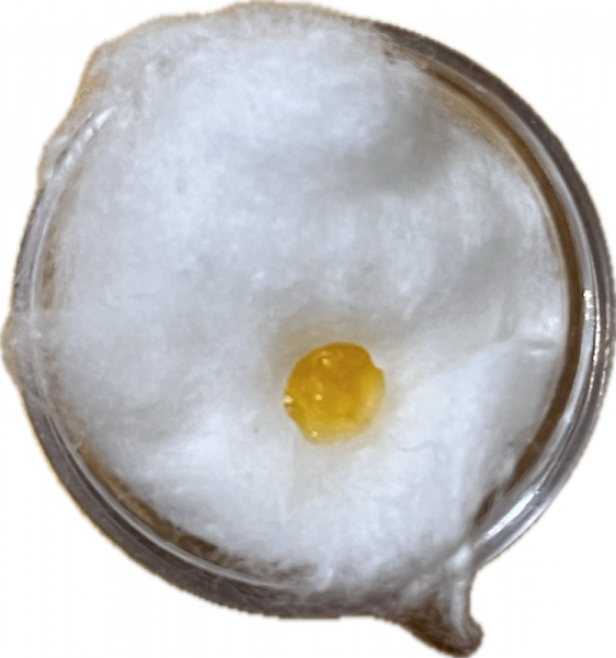 Gurur Rinpoche Terma Sarira