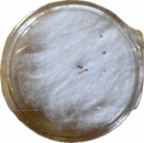 Haar Sarira 16. Karmapa